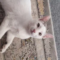 گربه واگذاری