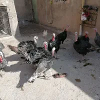 بقلم جوان سالم|حیوانات مزرعه|هرسین, |دیوار