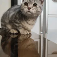 بچه گربه اسکاتیش و بریتیش