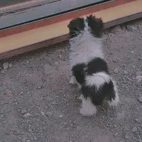 سگ پاکوتا کوچیک