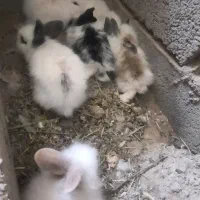خرگوش