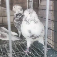 کبوتر|پرنده|اصفهان, بوستان ناژوان|دیوار