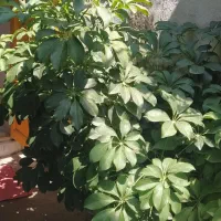 گل های زیبا