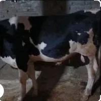 فروش گاو نر
