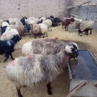 میش و بز داشتی|حیوانات مزرعه|آباده, |دیوار