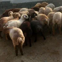 کیلویی 315000گوسفند سالم زنده چاق پلاک شده|حیوانات مزرعه|تهران, پاسداران|دیوار