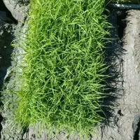 توم نشا علی کاظمی