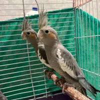 عروس هلندی|پرنده|یزد, |دیوار