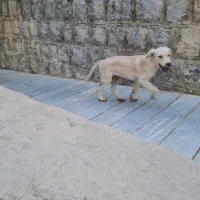 واگذاری توله گلدن رتریور / لابرادور رتریور|سگ|اصفهان, احمدآباد|دیوار