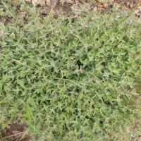 فروش آویشن آسیاب نشده
