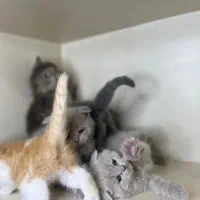 بچه گربه سالم و مخصوص بی در دسر و بدون سر و صدا