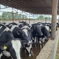 فروش تلیسه ابستن شناسنامه دار