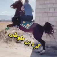 نریان کرد کره بن طوطی بابایی