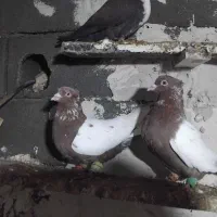 سلام خسته نباشید خدمت عشق بازان