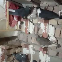 فروش فوری کبوتر