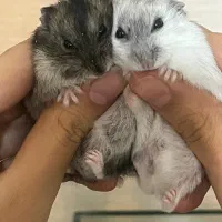 فروش همستر نژاد روسی