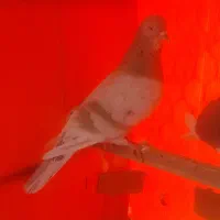 کفتر شازده سرور