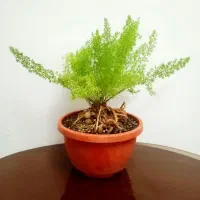 گل و بونسای