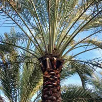 باغبانی|خدمات باغبانی و درختکاری|بندر ماهشهر, |دیوار