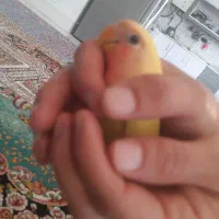 کوتوله دستی. عروس هلندی|پرنده|سمیرم, |دیوار