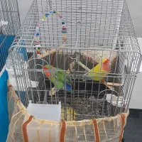 عروس هلندی و کوتوله|پرنده|قم, سید معصوم|دیوار