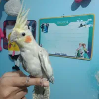 عروس هلندی فول دستی