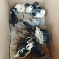 فروش جوجه محای و لری|حیوانات مزرعه|بندرعباس, |دیوار