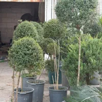 پالم سیکاس مورت شمشاد لگستروم لاوسون و کامیس|خدمات باغبانی و درختکاری|پیشوا, |دیوار