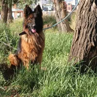 سگ ژرمن