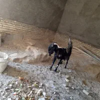 بز نیدی|حیوانات مزرعه|خرمشهر, |دیوار