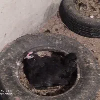 تخم مرغ مرندی اصیل درصد نطفه بالا|حیوانات مزرعه|ساری, |دیوار