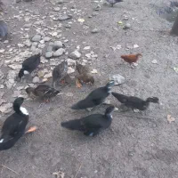 جوجه بالغ