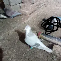 کبوتر ساده لایی