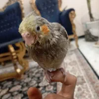 جوجه عروس هلندی|پرنده|مشهد, عامل|دیوار