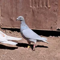 ۸ عدد کفتر ۳ تاش مادس