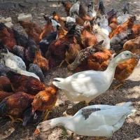 مرغ و خروس محلی تخمگذار و غاز