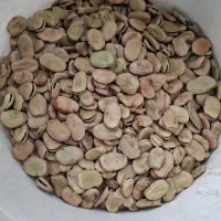باقلا خشک