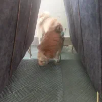 سلام|سگ|دورود, |دیوار