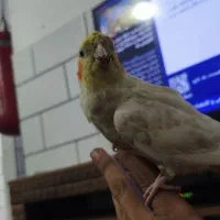 عروس هلندی گم شده