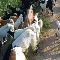 ۳۰عدد بز نر وماده