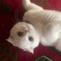 گربه بسیار زیبا و مهربون|گربه|یزد, |دیوار