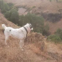 سگ گله  گمشده|حیوانات|آوج, |دیوار