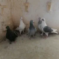 4تا ماده خوب یه نر|پرنده|فسا, |دیوار