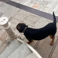 واگذاری یا معاوضه|سگ|شهریار, رضی آباد پایین|دیوار