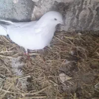 کبوتر سفید خاص ماده