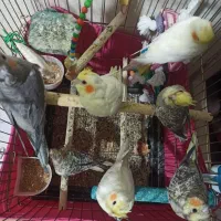 عروس هلندی|پرنده|پاکدشت, پاکدشت (مامازند)|دیوار