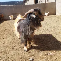 چپش نر|حیوانات مزرعه|شهرکرد, |دیوار