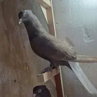 ماده دمی|پرنده|شیراز, شهرک مهدیه|دیوار