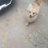 سگ پامرانین