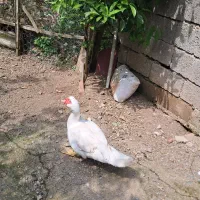 اردک اسراییلی